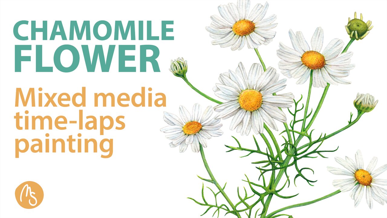 Chamomile flower - Time laps / Speed paint