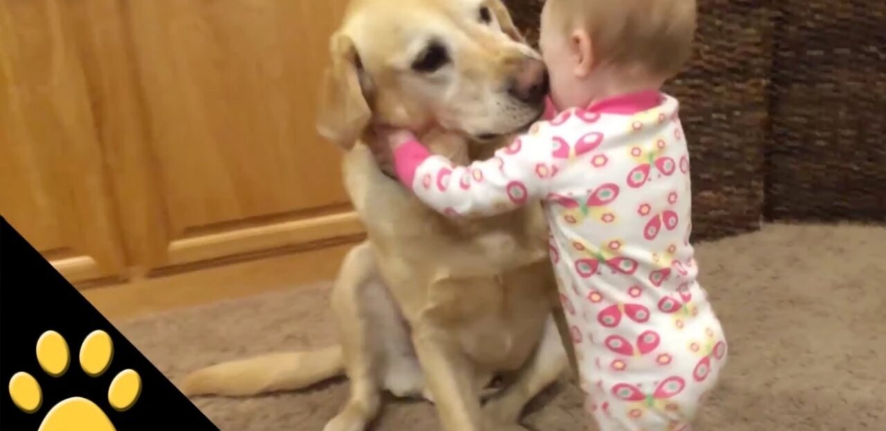 Cute Dogs and Adorable Babies - Compilation