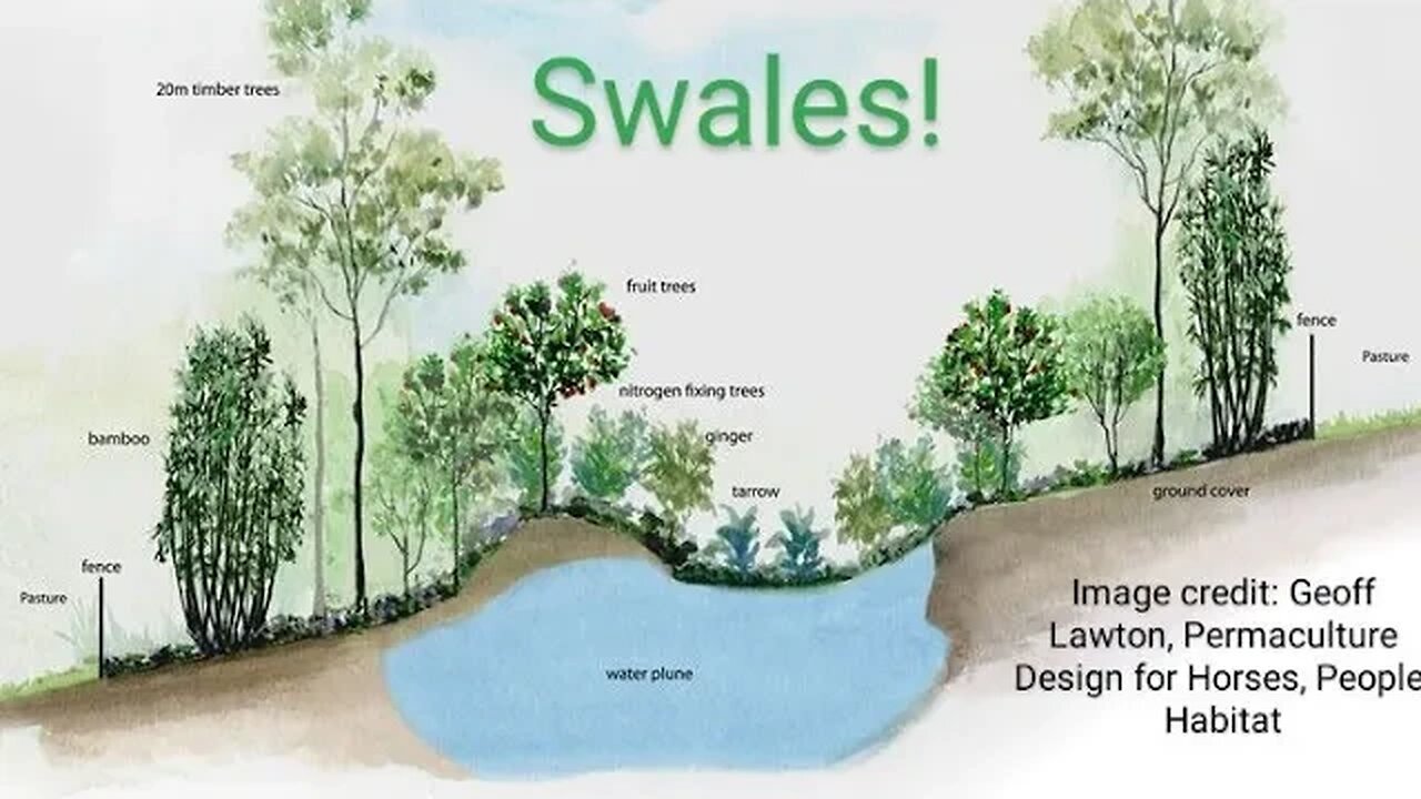 Taking a food forest garden to the next level - swales, observation, and maximizing water