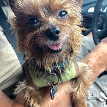Brownie the yorkie speaks for chicken