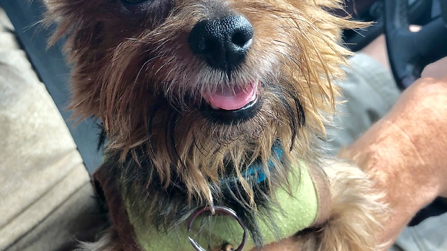 Brownie the yorkie speaks for chicken