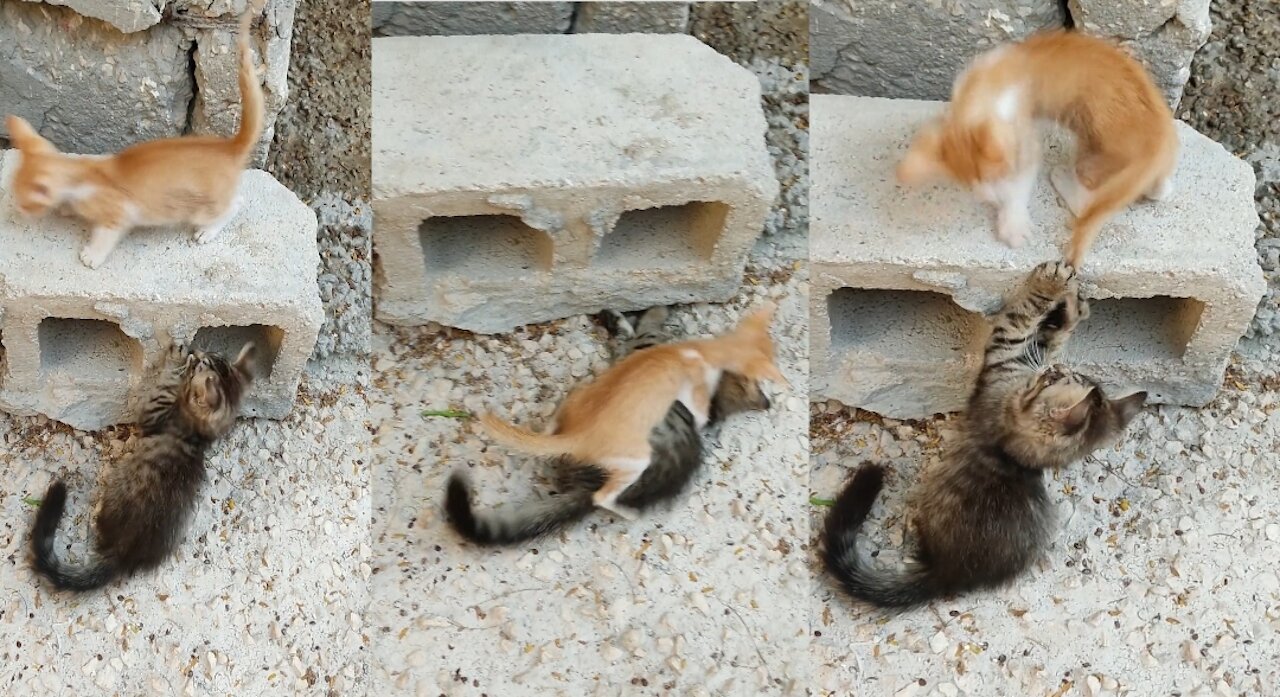 Funny Cats 😹 -Don't Try To Stop Laughing 🤣 -Funniest Cats EverAngry CATS 😺 Videos Funny Pet Reaction