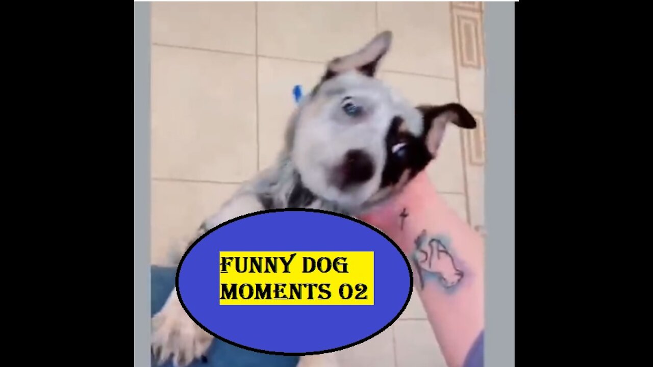 Funny DOG Moments 02