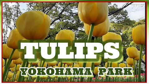 TULIPS BLOOMING @ YOKOHAMA PARK I JAPAN