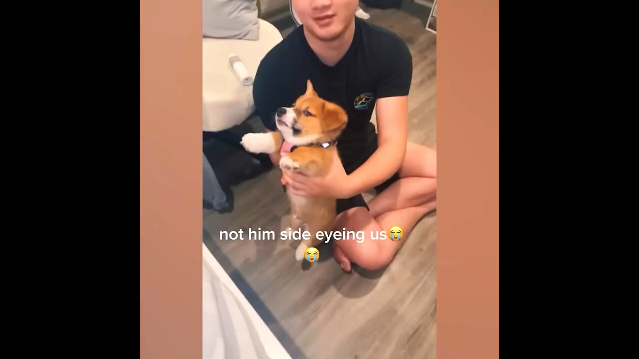 FUNNY DOGS 🐶🥰