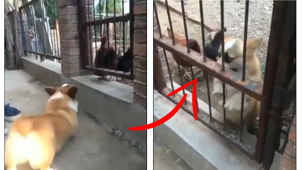 The most fearful dog in the world