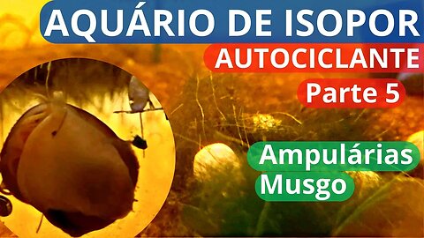 🔴 Parte 5: Aquário AUTOCICLANTE de ISOPOR DIY - Ampulárias e Musgo de Java