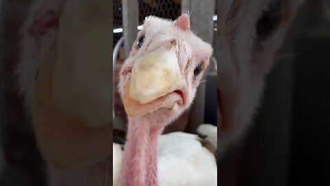 Every time I walk into the turkey yard… they think I’m their friend. Should I tell them?? 😬😬😬😬