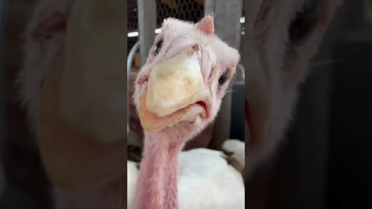 Every time I walk into the turkey yard… they think I’m their friend. Should I tell them?? 😬😬😬😬