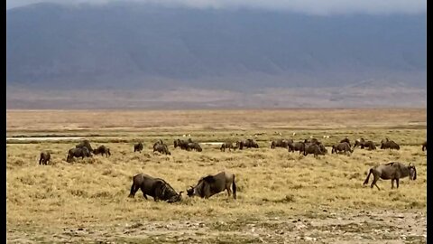 Wildebeest fight in Ngorongoro Crater