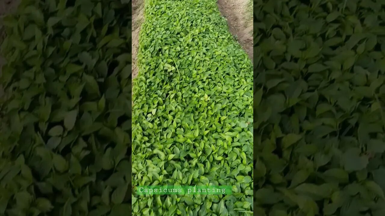 capsicums planting in field imported quality of seeds