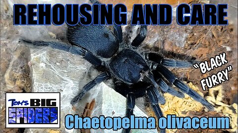 Chaetopelma olivaceum "Black Furry Tarantula" Rehouse and Care