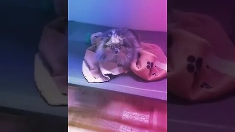 Puppy Doing Crazy Stuff #puppiesplaying #pet #dog