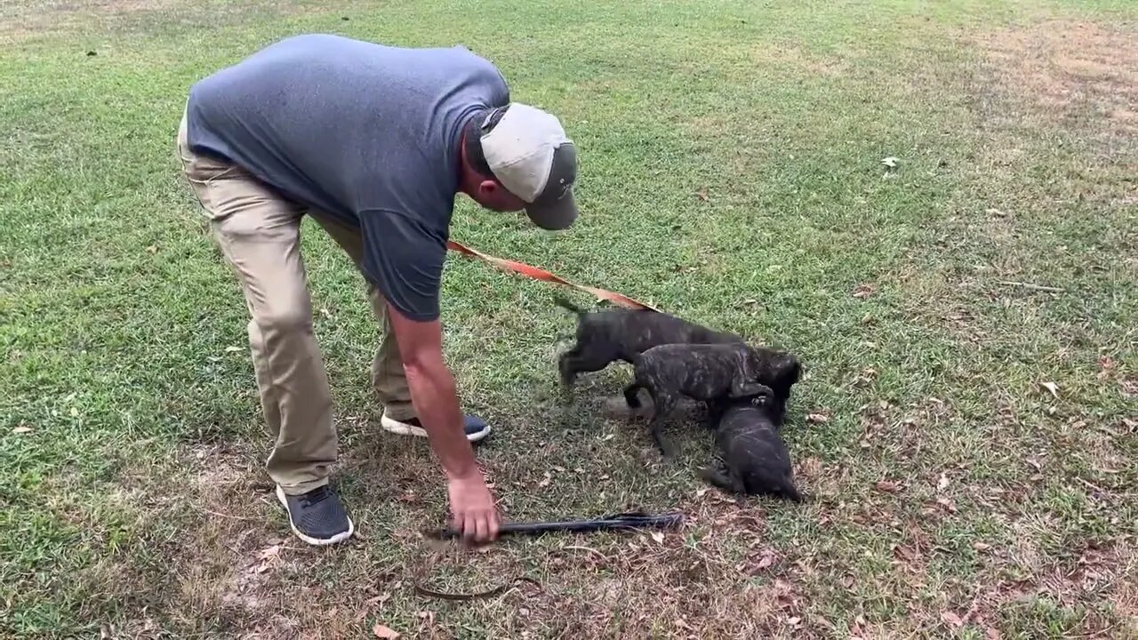 Pups from Vlad x Ladysmith at 10 wks