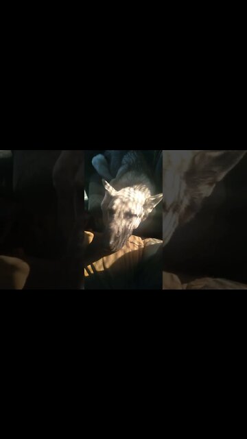 When a ride in the Kenworth makes you sleepy but there's no space