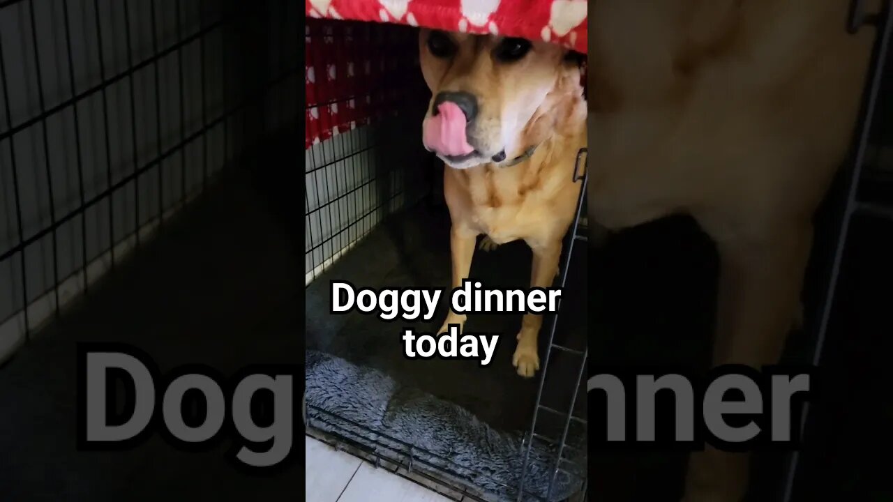 Yum! Feed me momma!#rawfeeding #rawfeddog #rawbeefbones