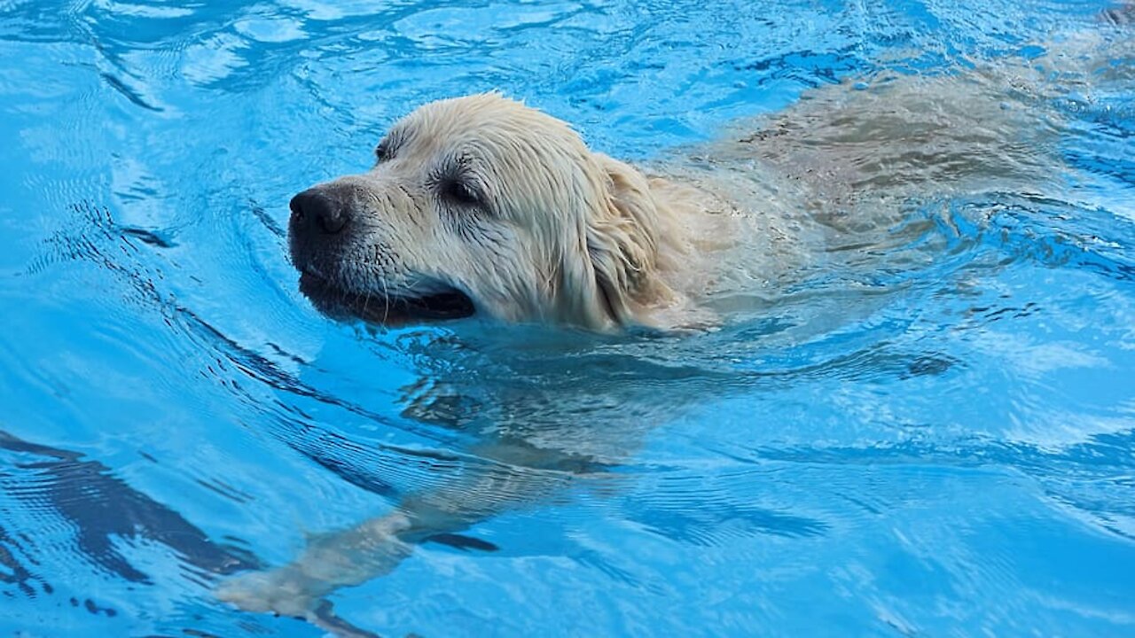 A cute smart dog Golden Retriever new pool swimming video