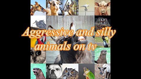 Aggressive and silly animals on tv