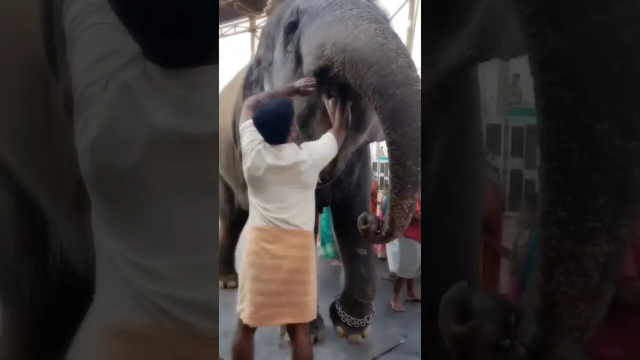 கொம்பன் தண்ணி குடிக்கிறான்