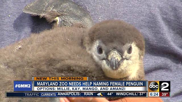 Help name new penguin chick at the Maryland Zoo