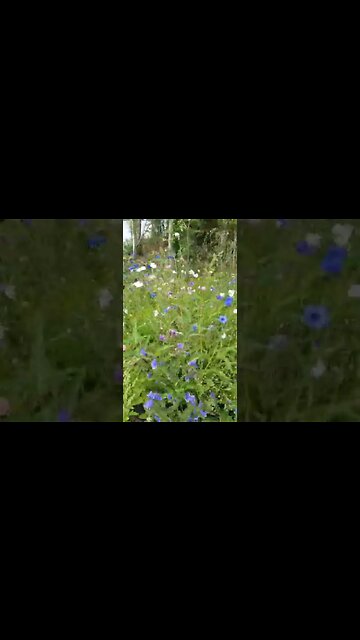 bloemenstrook langehoek