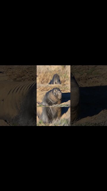 The Largest seal on earth 9000 lbs 🦭