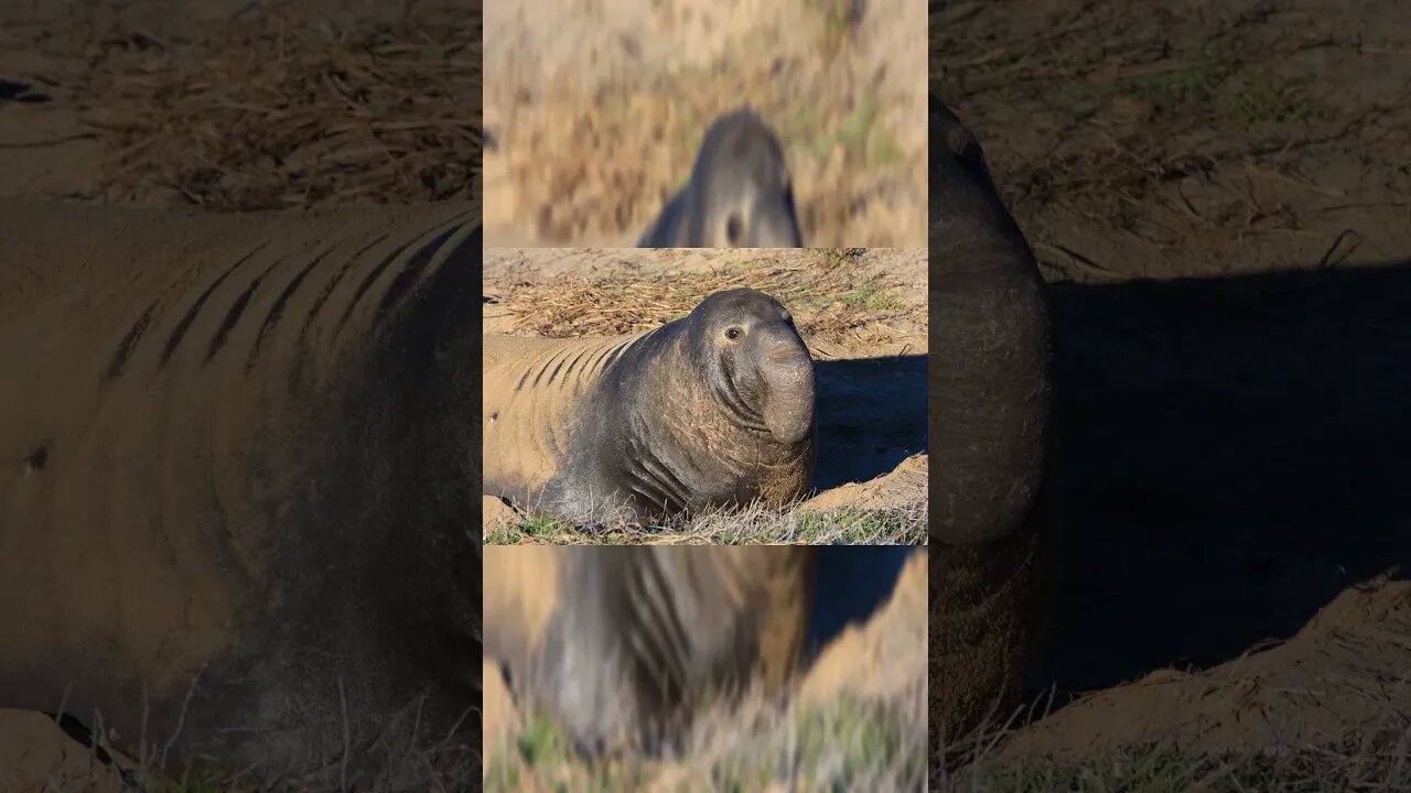 The Largest seal on earth 9000 lbs 🦭