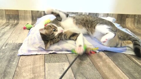 Playing Cat Falls off Pillow
