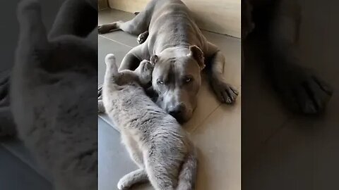 Cat Making Love with Big DOG #catlove #viral #funnyanimals