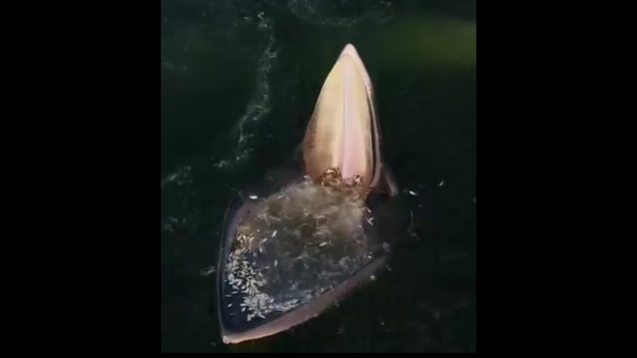 Spectacular feeding whale