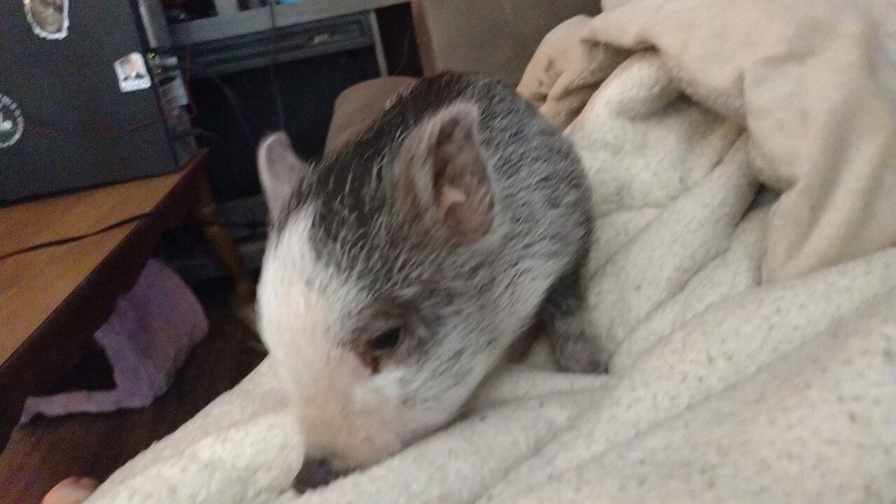 Tootsie the mini piglet