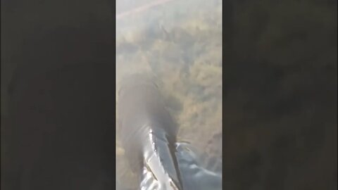 Largemouth Release (Slow Motion)