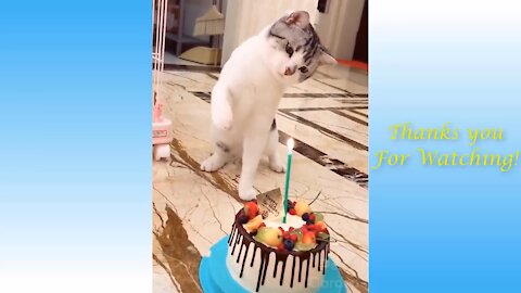 Funny and Cute Cats & Dogs Video [cute and funny videos]