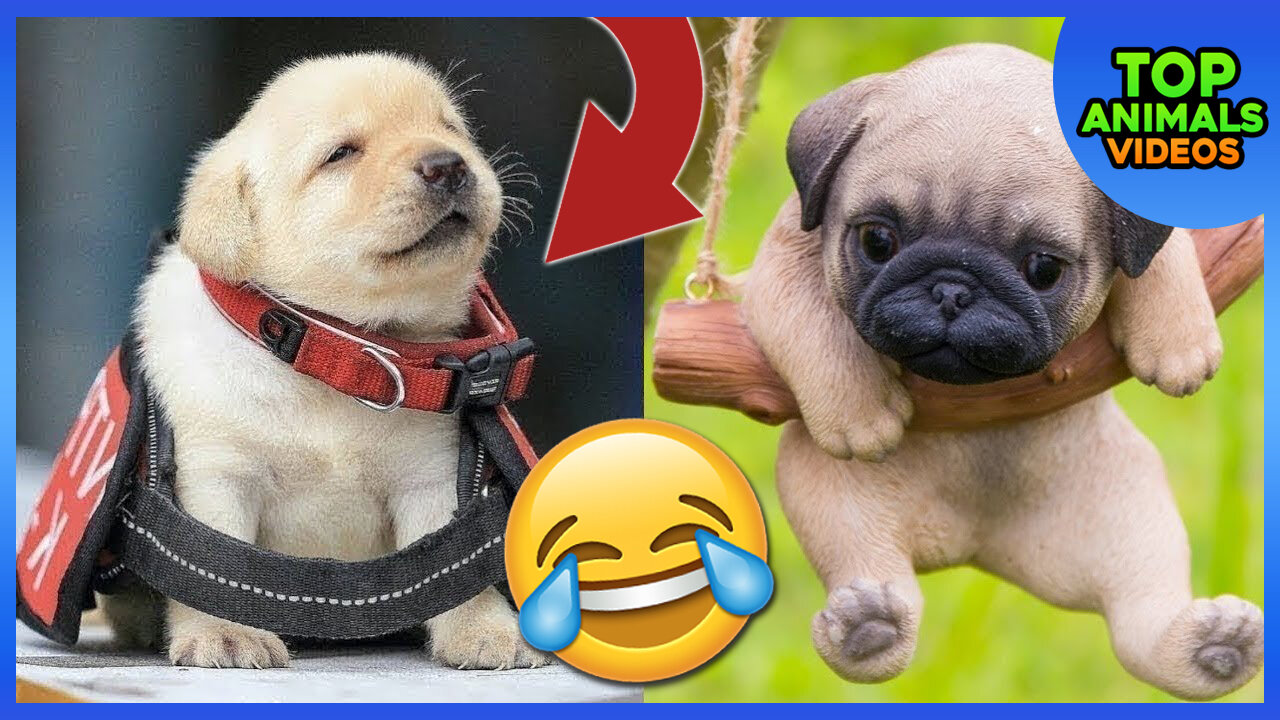 🔴 CUTE PUPPIES | CUTE FUNNY AND SMART DOGS | COMPILATION #1 😍🐶