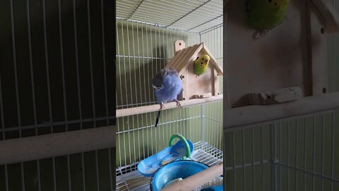 Budgie Shakes It Off 😲 #budgies #shorts #animals #birds