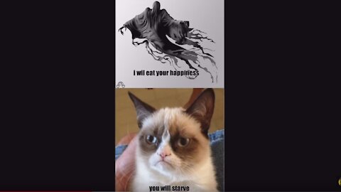 Grumpy Cat Memes