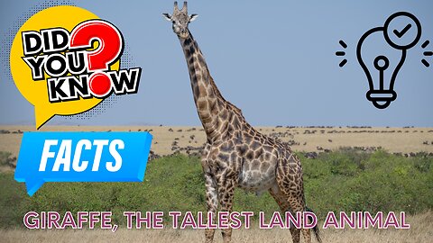 Interesting facts about giraffes