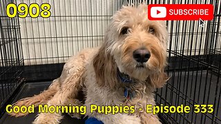 [0908] GOOD MORNING PUPPIES - EPISODE 333 [#dogs #doggos #doggos #puppies #dogdaycare]