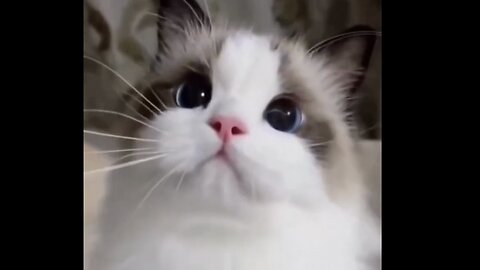 Cute Cats are so adorable & funny