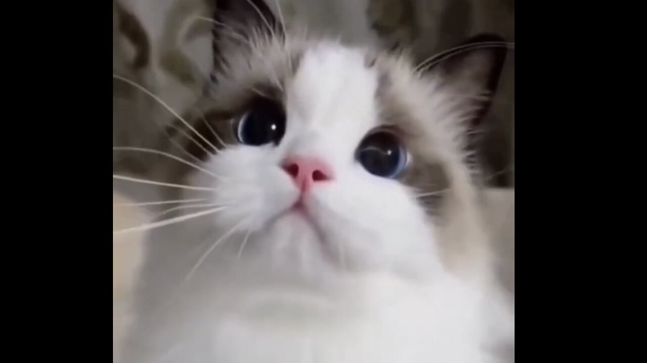 Cute Cats are so adorable & funny