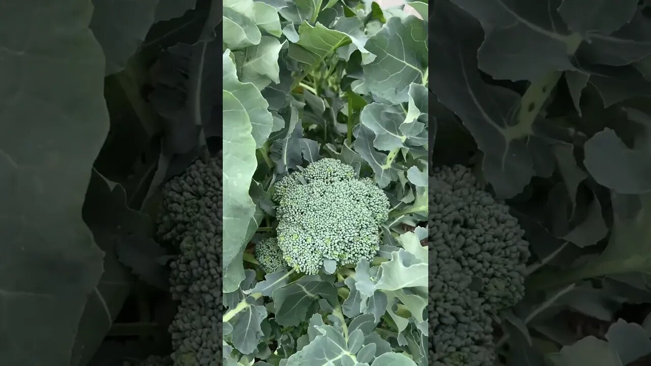 Growing broccoli.