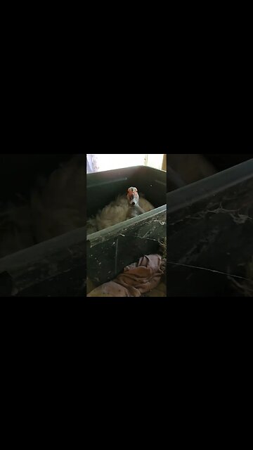 What a Surprise #ducks #muscovyducks #muscovy #funnyducks