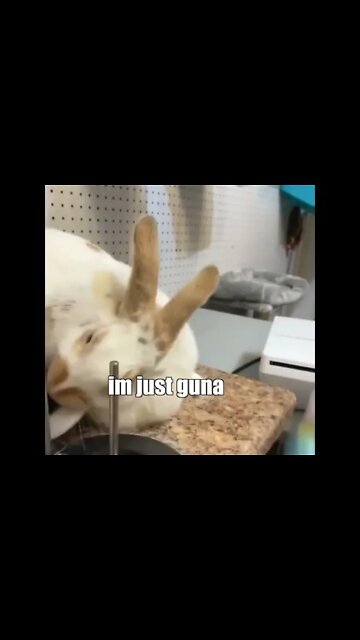 Funny Cats and Kittens Meowing Compilation #funny