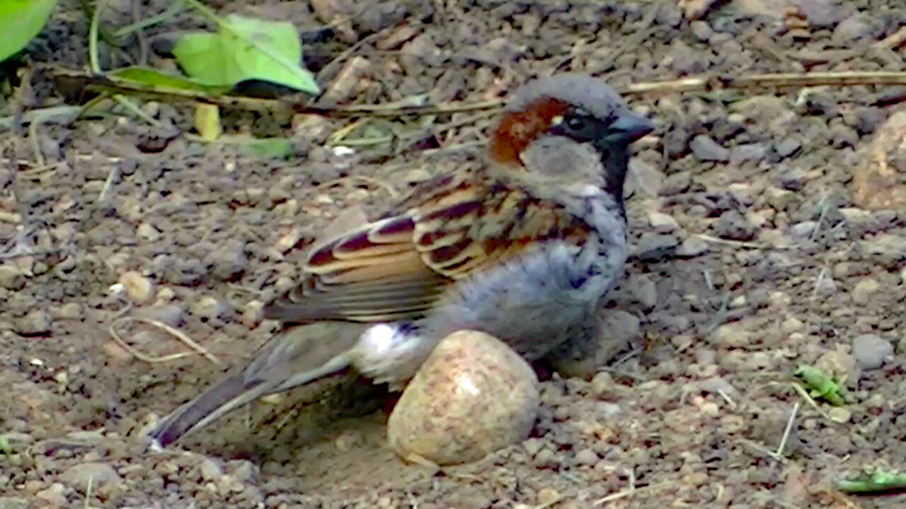IECV NV #586 - 👀 Male House Sparrow Sitting In The Dirt 5-18-2018