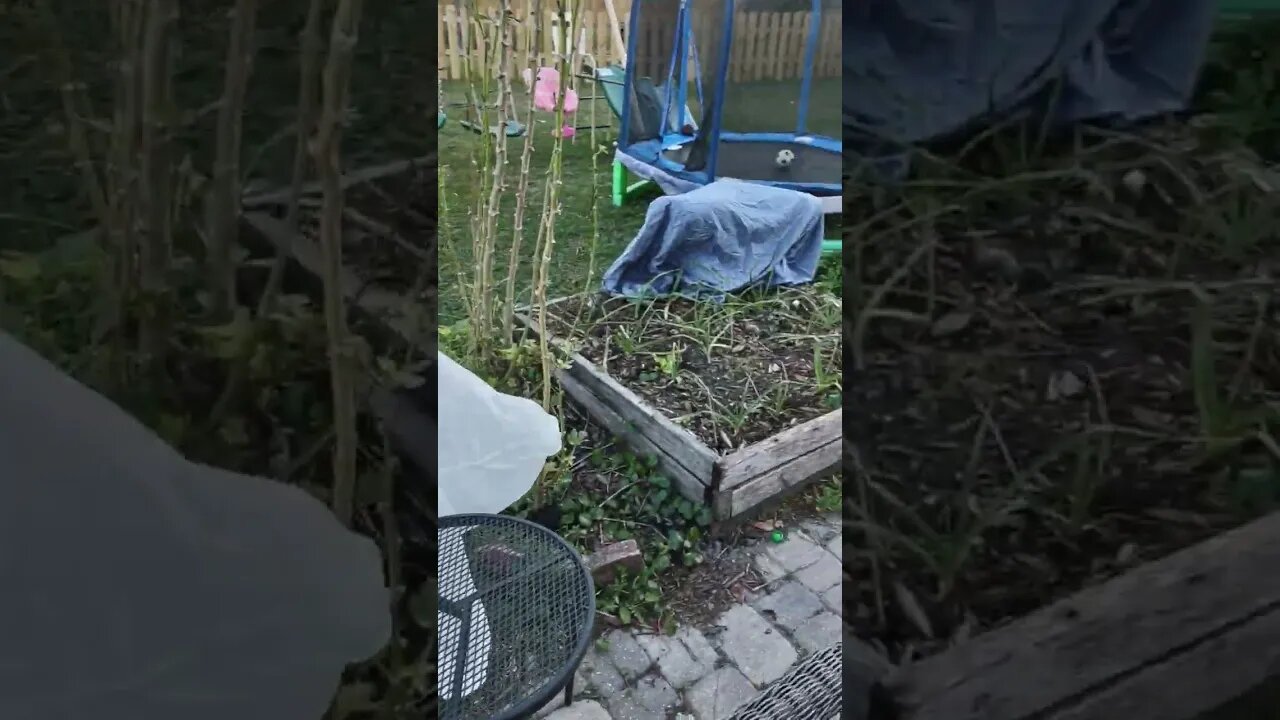 plants are covered! I am hoping for the best!