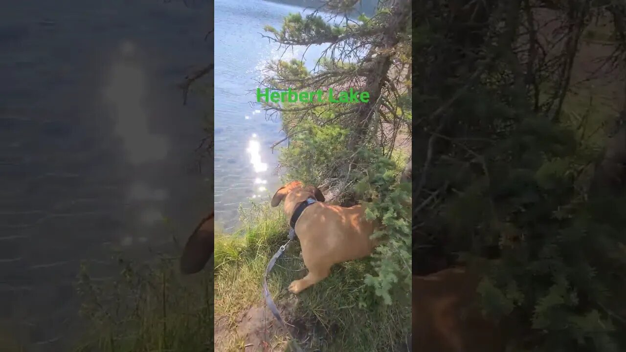 Herbert Lake in Banff National Park Alberta Canada BurnEye explores nature #Shorts