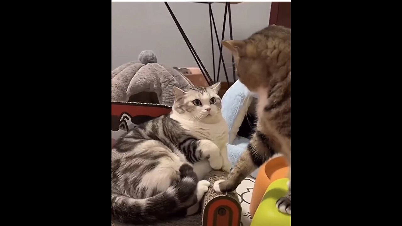 Cute and funny cats