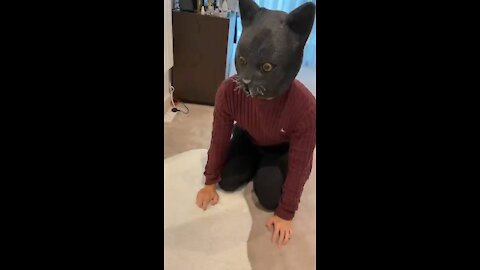 Funny cat and video clip
