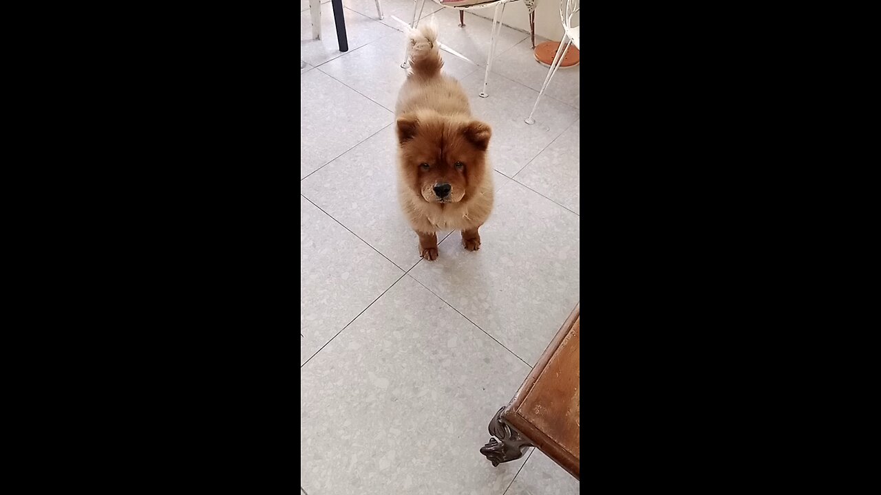 ADORABLE CHOW CHOW