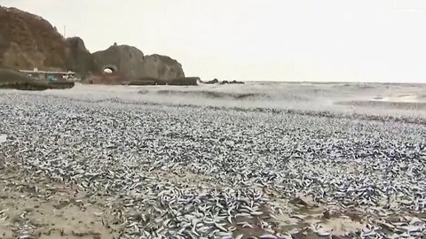 Tons Of Dead Fish Wash Up On Shores Of Japan After Releasing Radioactive Water From Fukushima